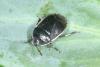 Adomerus maculipes